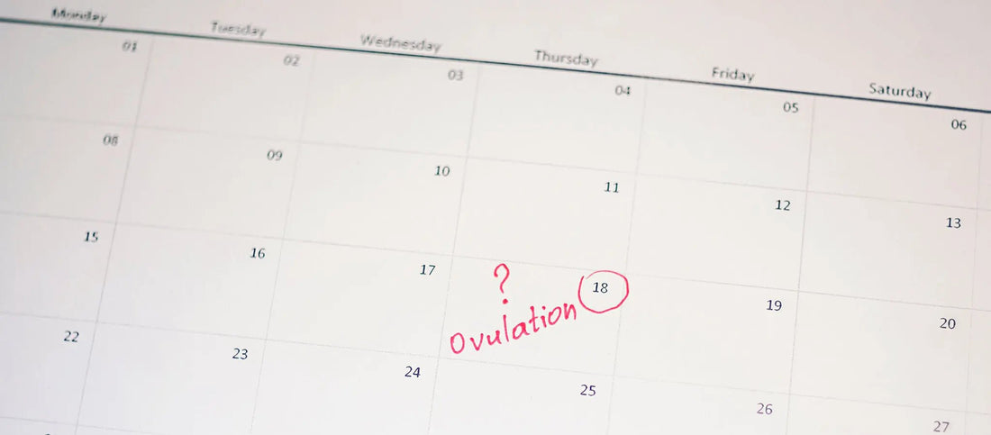 Ovulation: When do You Ovulate? - Cradle & Tonic