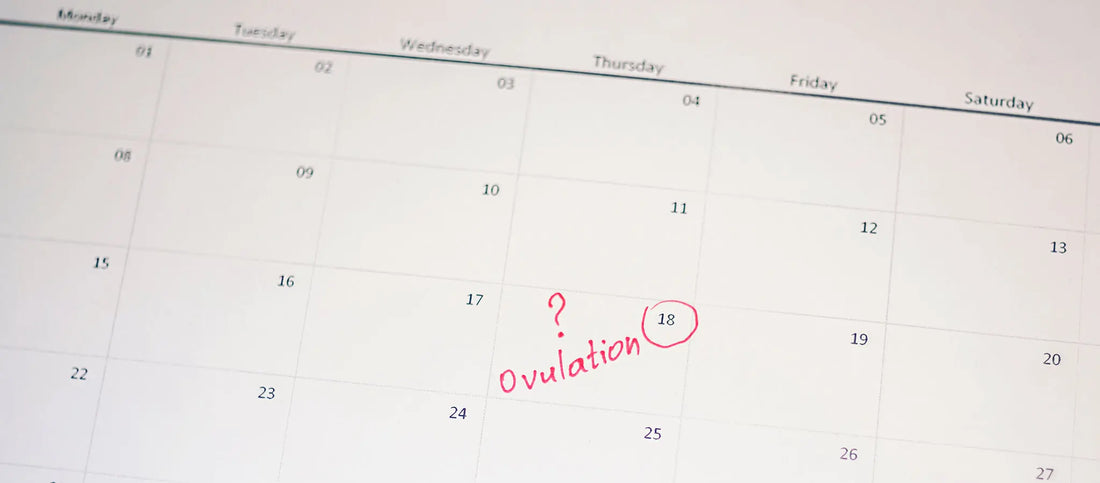 Ovulation: When do You Ovulate? - Cradle & Tonic