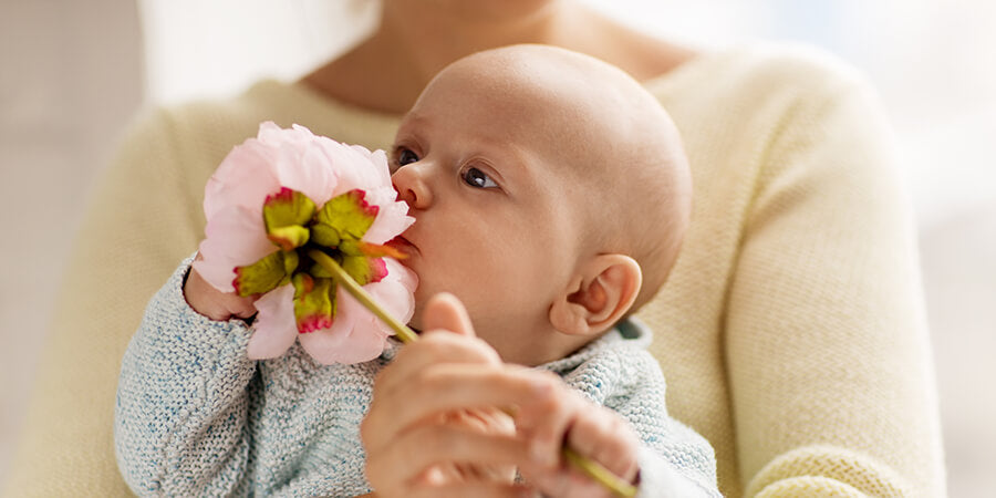 Baby's sense of smell