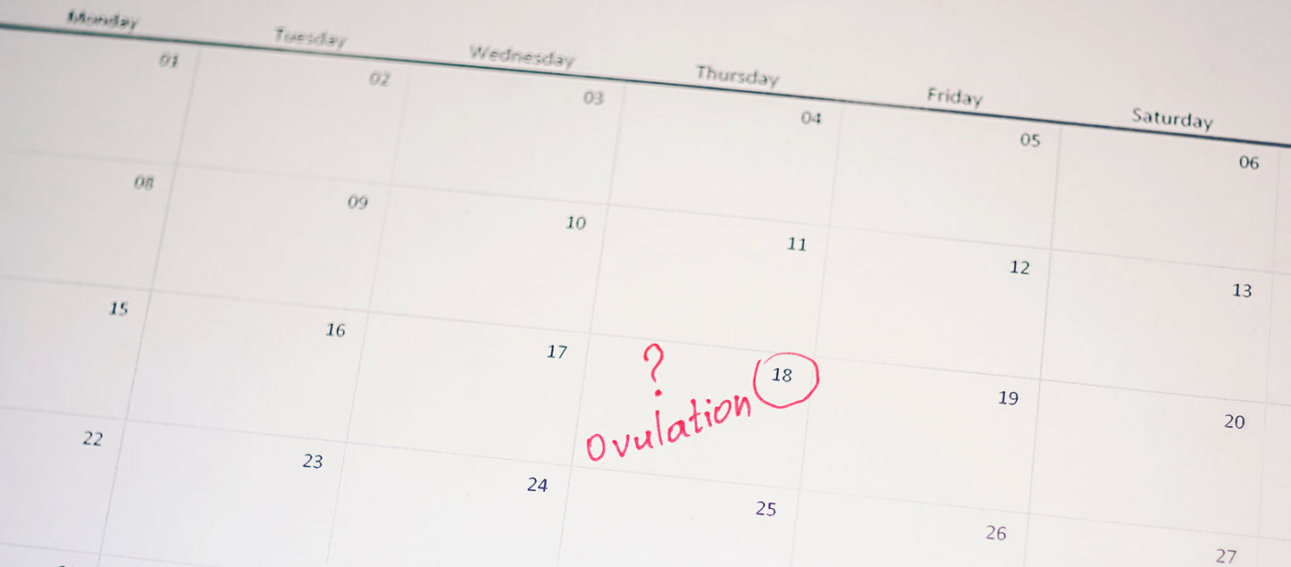 Ovulation: When do You Ovulate?