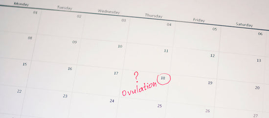 Ovulation: When do You Ovulate?